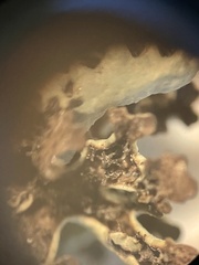 Xanthoparmelia wyomingica