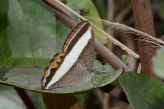 Oressinoma sorata