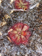 Drosera admirabilis