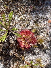 Drosera admirabilis