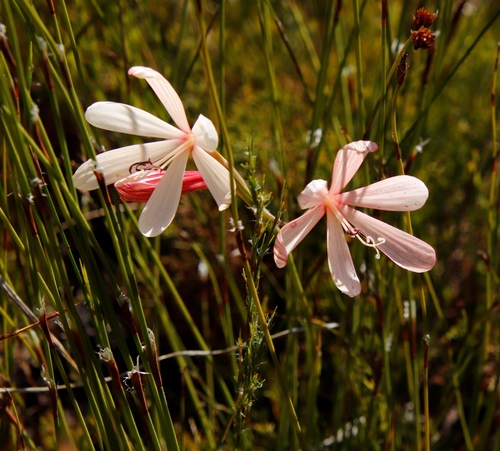 Image of Geissorhiza confusa by (c) Tony Rebelo, some rights reserved (CC BY-SA)