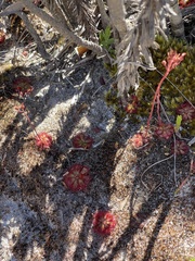 Drosera admirabilis