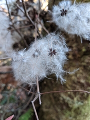 Clematis vitalba