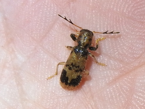 Pelonium maculicolle