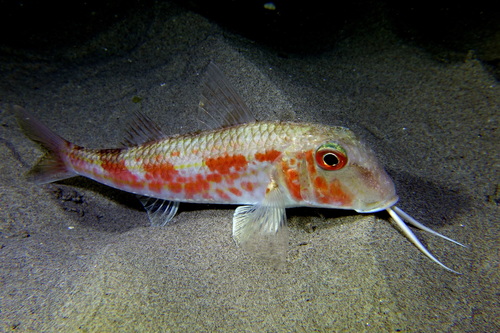 Red Mullet