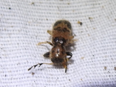Pelonium maculicolle