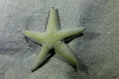 Astropecten jonstoni
