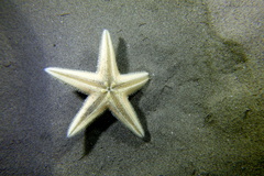 Astropecten jonstoni