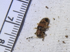 Pelonium maculicolle