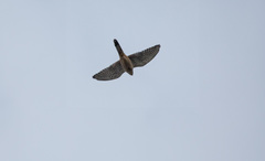 Falco tinnunculus