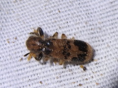 Pelonium maculicolle
