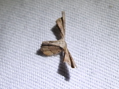 Antiplecta triangularis
