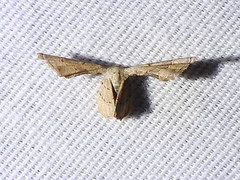 Antiplecta triangularis