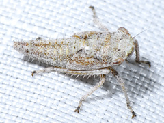 Lystridea