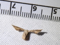 Antiplecta triangularis