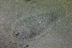 Arnoglossus laterna