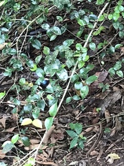 Heliconius sara fulgidus