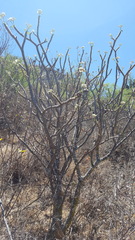 Cnidoscolus multilobus