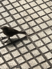 Molothrus bonariensis