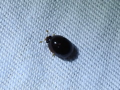 Camptodes texanus