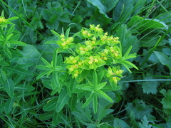 Euphorbia eugeniae