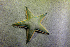 Astropecten jonstoni