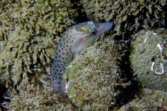 Lepadogaster lepadogaster
