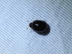 Camptodes texanus