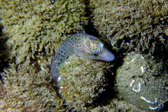 Lepadogaster lepadogaster