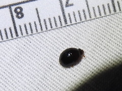Camptodes texanus