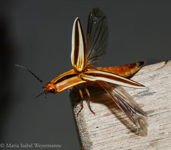 Semiotus serraticornis