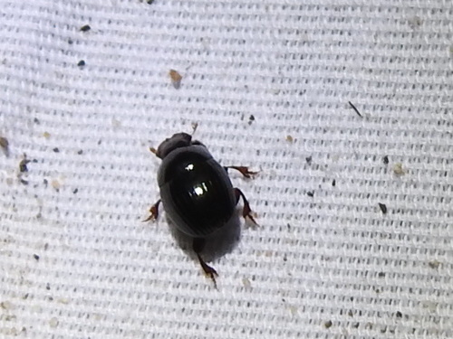 Ateuchus texanus photo 4