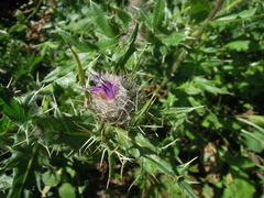 Cirsium pugnax