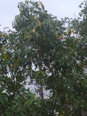 Quillaja
