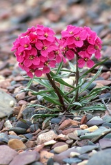 Erysimum pallasii