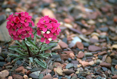 Erysimum pallasii