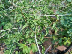 Strychnos cocculoides