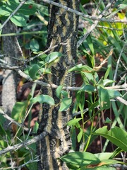 Strychnos cocculoides