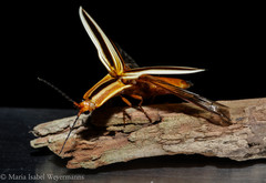 Semiotus serraticornis