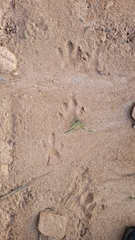 Hydrochoerus hydrochaeris