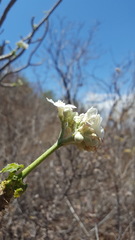 Cnidoscolus multilobus
