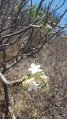 Cnidoscolus multilobus