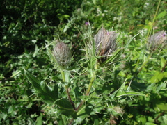 Cirsium pugnax