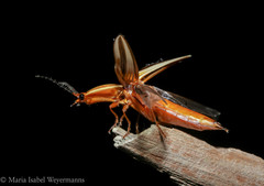 Semiotus serraticornis