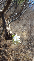 Cnidoscolus multilobus
