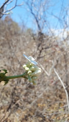 Cnidoscolus multilobus