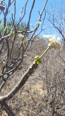 Cnidoscolus multilobus