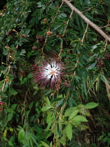 Calliandra angustifolia, photograph 1