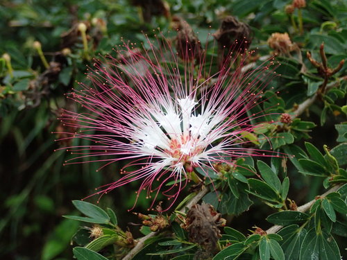 Calliandra angustifolia, photograph 3
