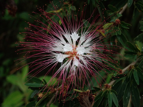 Calliandra angustifolia, photograph 2